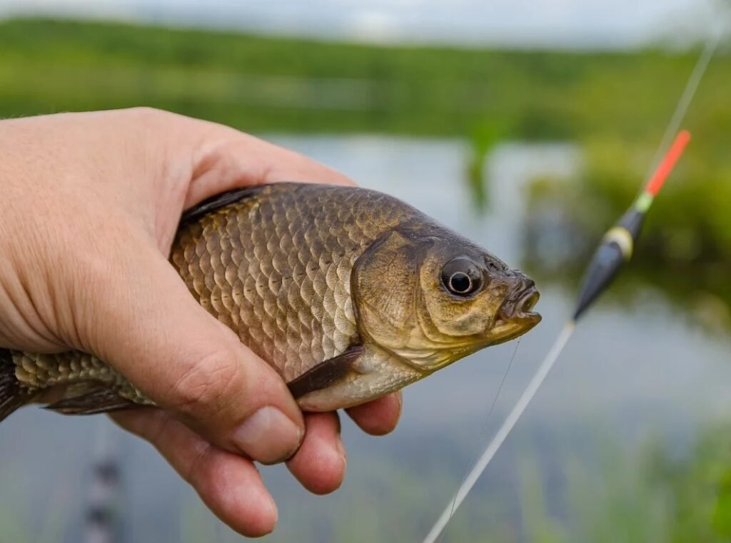 Карасев — унікальна риба України – все про життя, ловлю та цікаві факти карасев